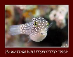 The Hawaiian whitespotted toby is a common fish on the re... by Stuart Ganz 